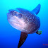Drmsc_zIUPw-channel-avatar-Dan Tirto