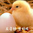 @토종닭병아리