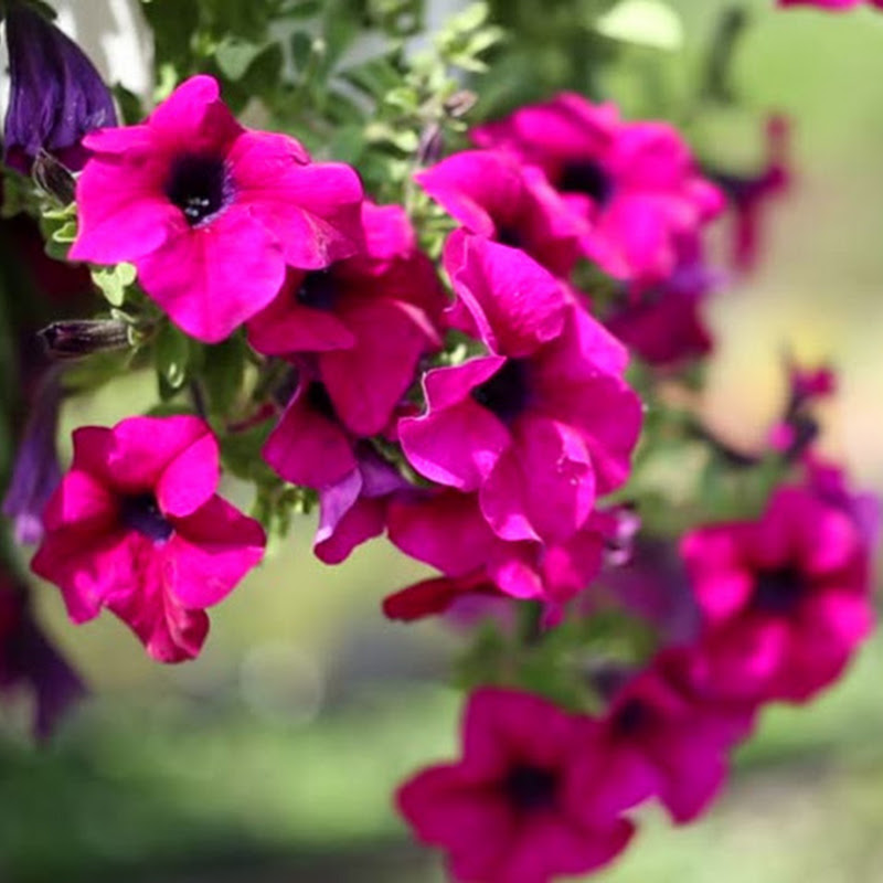 КРУГОВОРОТ_ДАЧА_ОГОРОД Logo