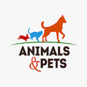 Animals and Pets