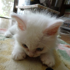 カタストチャンネル