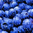 BlueBerry Big Band