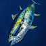 Uw248bIePdQ-channel-avatar-Yachting Fishing Specialist
