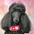 cHgLvefDq1M-channel-avatar-Love of Poodles