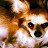 @doggobork-bork5305