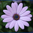 Channel Image