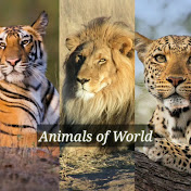 Animals Of World