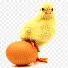 tNvYHA8WlzE-channel-avatar-Penetasan Telur