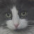 @adminkedi1200