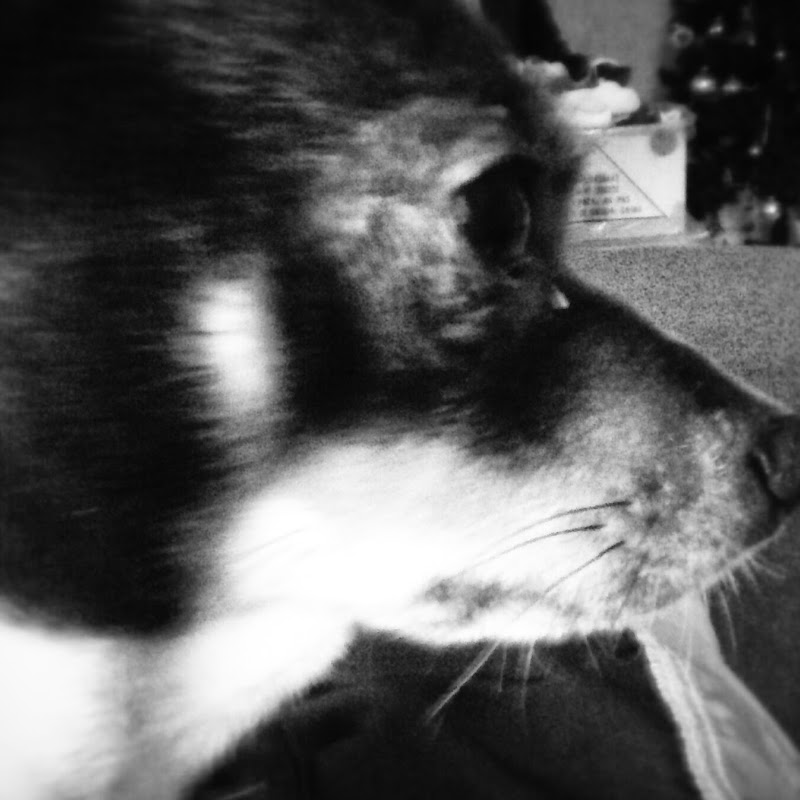 dogo gaming