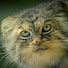 8CKXihddJjQ-channel-avatar-Barking at the Moon