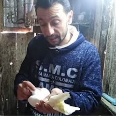حمام اسكندريه - محمد رزق