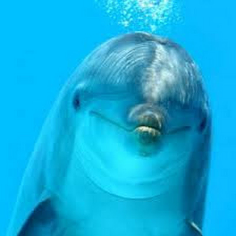 GeniusDolphin icon