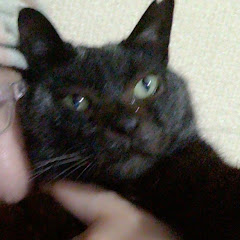 Chiya -NOeSIS-