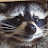 @Gabeconstantinemusic's avatar