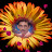avatar of @azharhussain5412