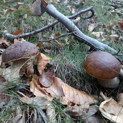 Bulè Boletus