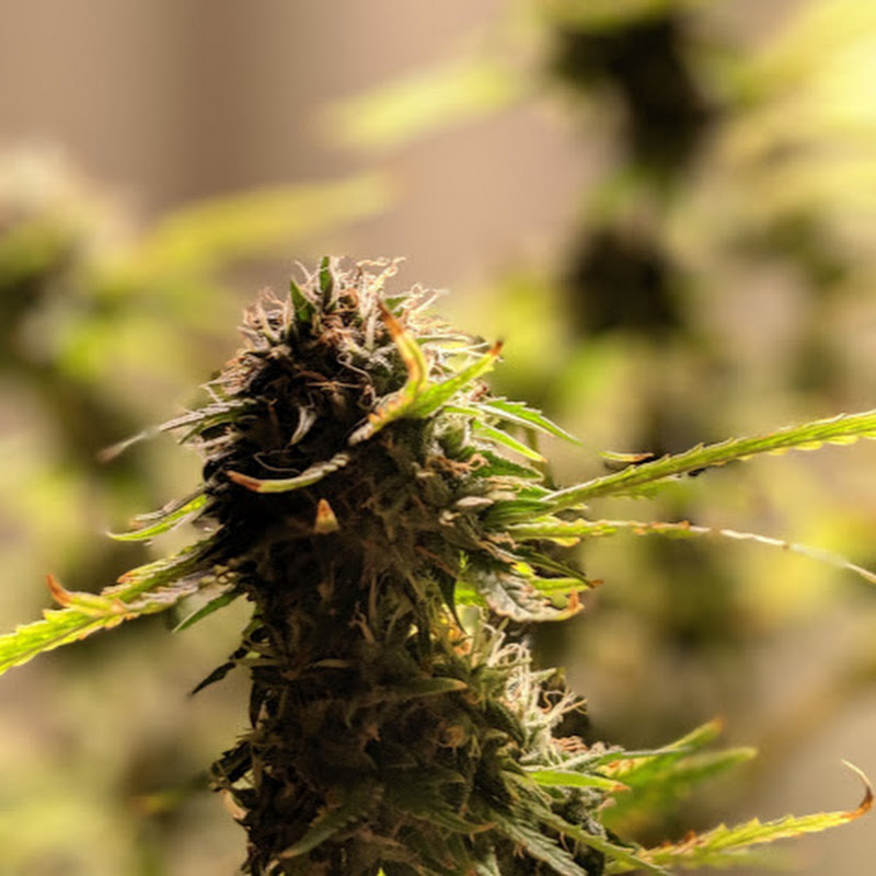 Cannabis Education