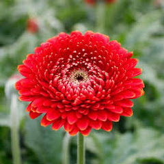 Fluerアイコン画像