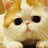 @animalanimalsflock8633