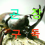곤충장수풍뎅이TV