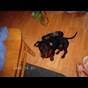 Miniature