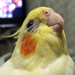 おさとちゃんねる