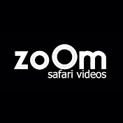 zoOm safari videos