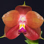 Fragrant Orchids logo