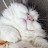@보들이-d1n