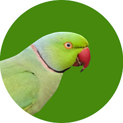 The Parakeet Avatar
