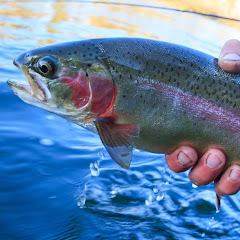 How To Fish