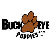 Buckeye Puppies