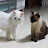 @hazelparkcats1196