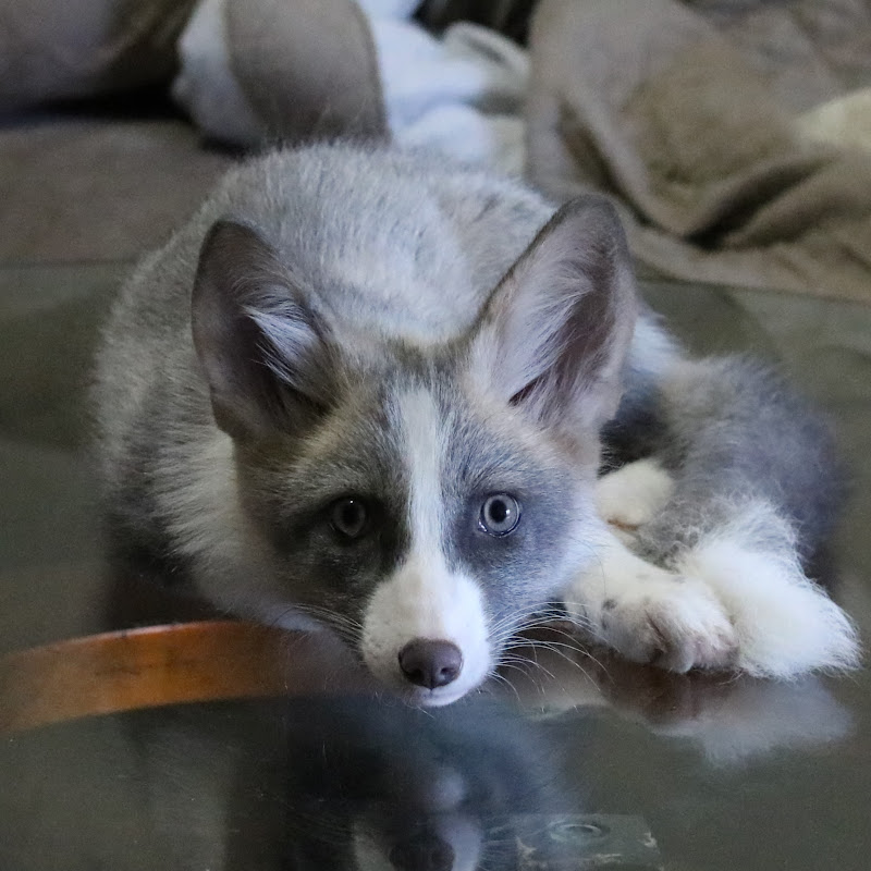 TYR The White Fox