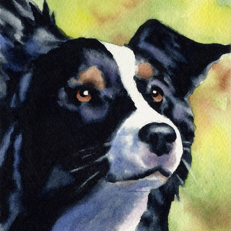 spaniel72