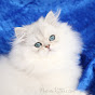 Doll Face Persian Kittens logo