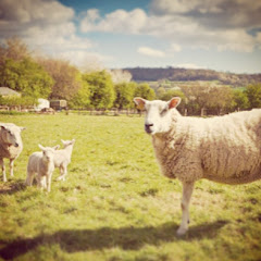 ContinuingCoG Avatar