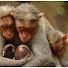 GBniMw5JMLs-channel-avatar-Family Animal Lover