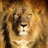 @yellowlion79