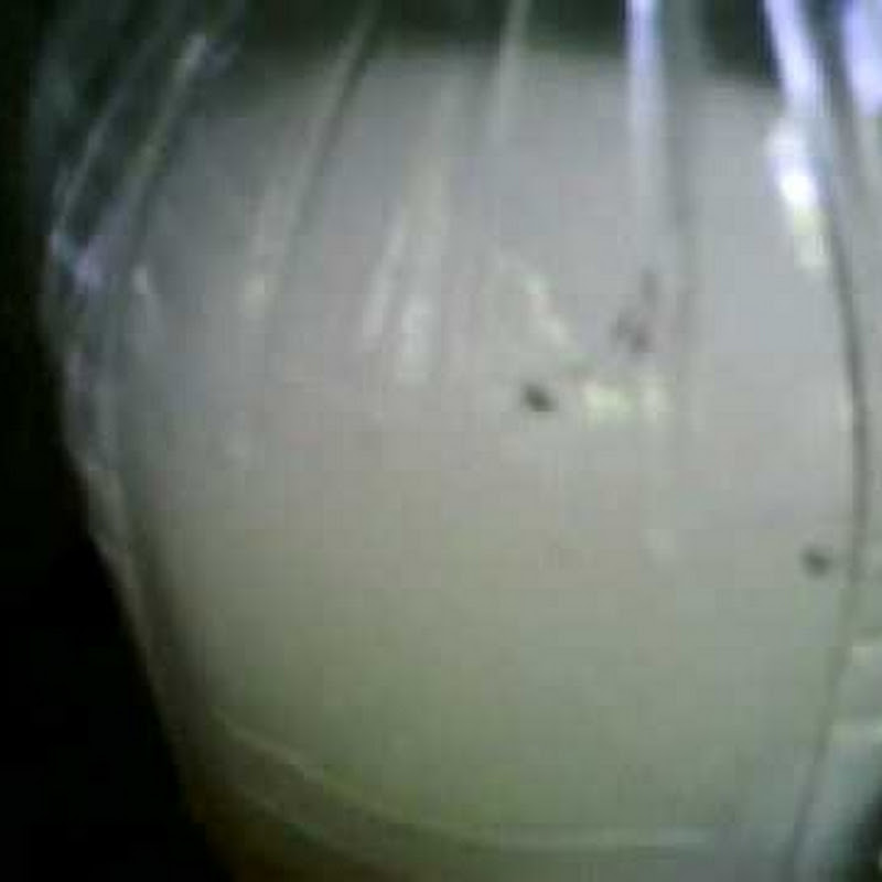 diveborg13