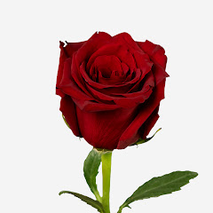 Роза Востока YouTube channel avatar