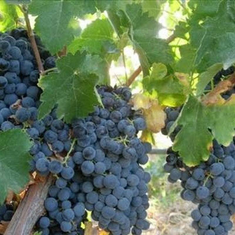 CATALAN WINES FROM CATALUNYA