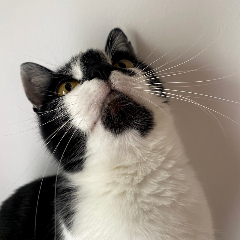 Catsider