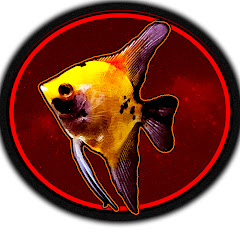 MasterAquatics Avatar