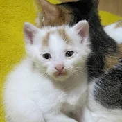 ねこむすめ