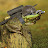 @frogganator3918's avatar