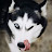 @Siberian-husky