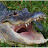 @305Alligator