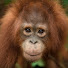MnayFHkz47w-channel-avatar-Borneo Orangutan Survival Australia ( BOSA)